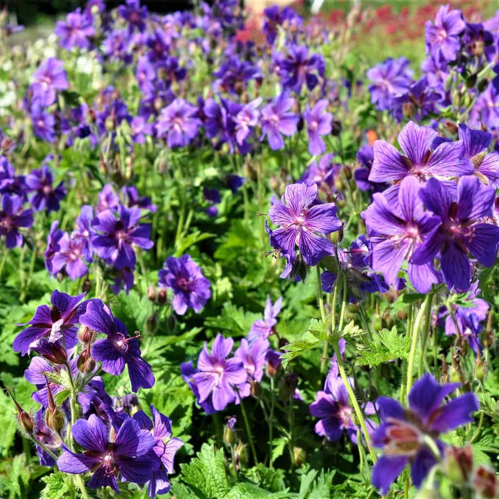 Geranium x magnificum 'Rosemoor' ---